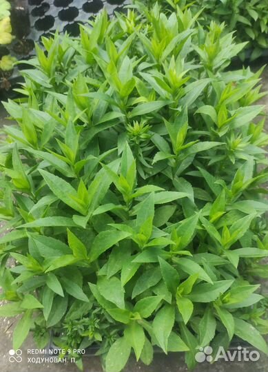 Сентябрина