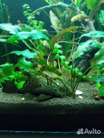 Анциструс (молодняк)