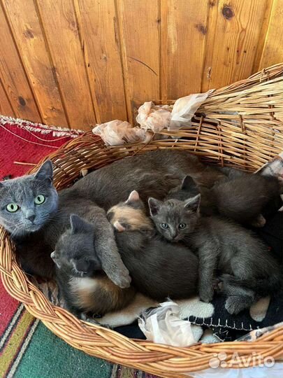 Отдам в добрые руки