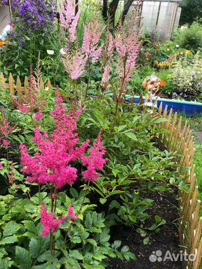 Многолетние кусты и растения