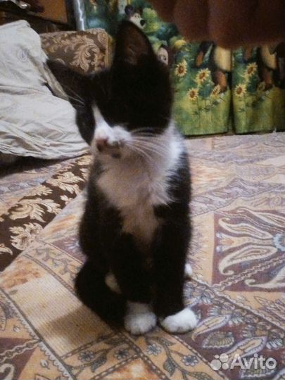 Котята в добрые руки бесплатно