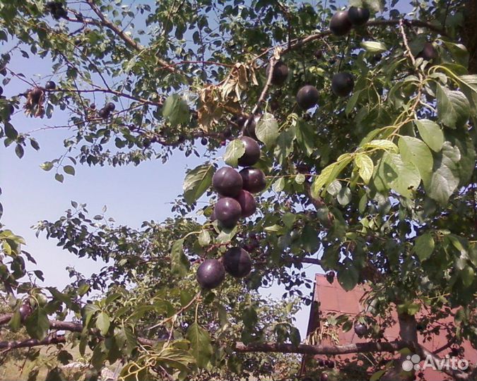 Абрикос черный саженцы