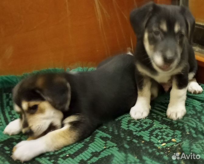 Отдаю даром щенки (мальчик и 2 девочки)