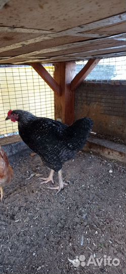 Молодые петухи