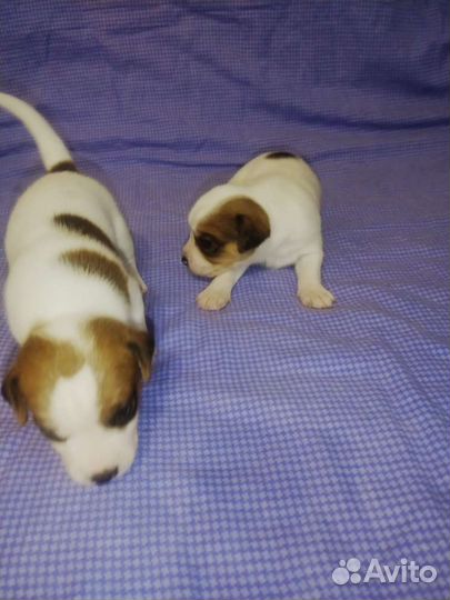 Щенки джек Рассел терьер гладкошерстный