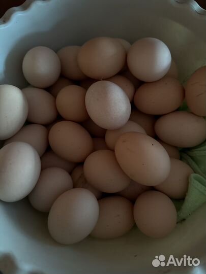 Инкубационное яйцо палевый орпингтон