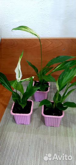 Спатифиллум или женское счастья