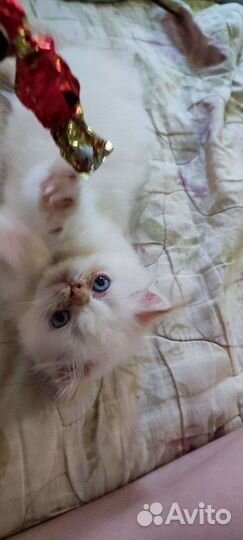 Персидские котята