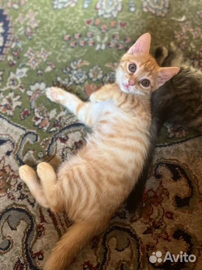 Котята в добрые руки даром