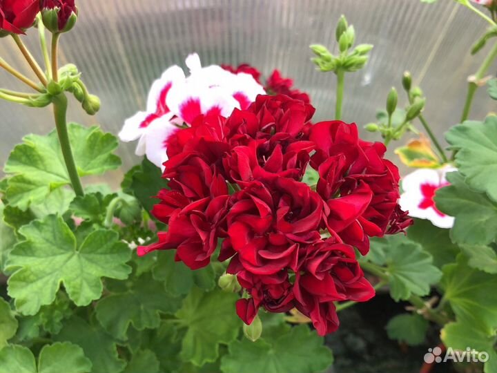 Пеларгония