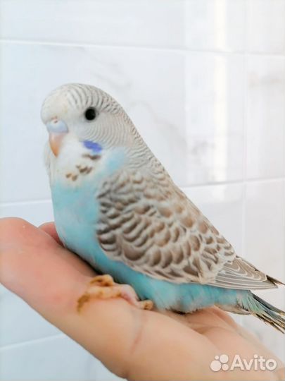 Веселые девчушки