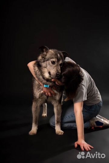 Красивый пес ищет дом