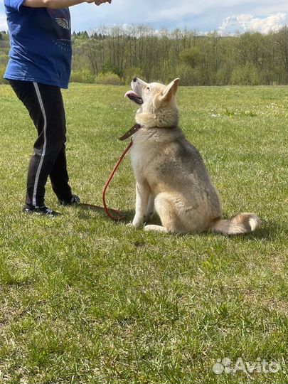 Сибирский хаски в дар