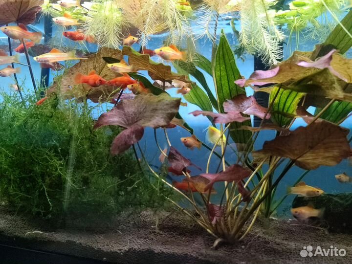 Меченосцы ананасовые