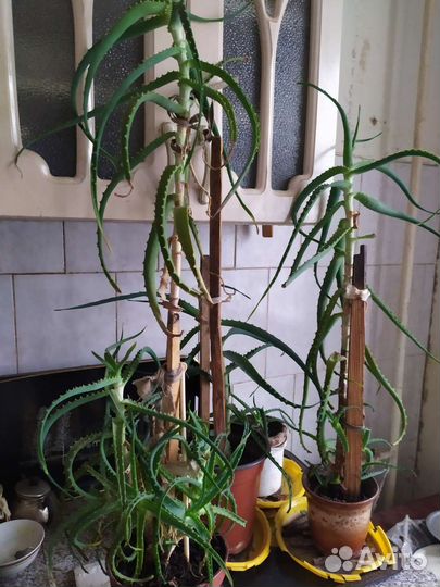 Алоэ столетник