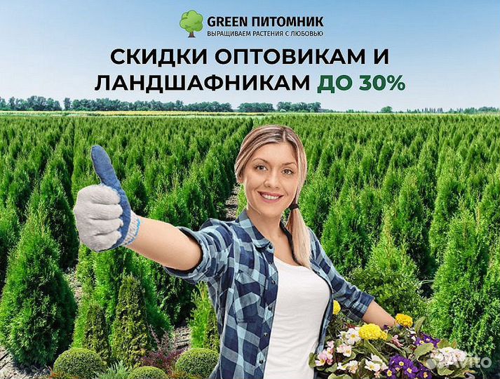 Деревья крупномеры