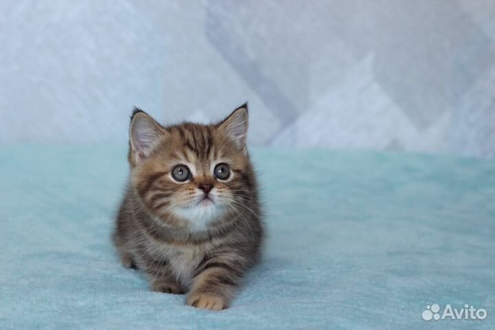 Шотландские котята