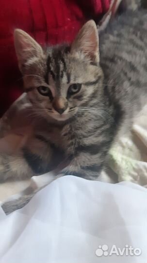 Европейская