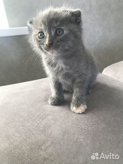 Котята
