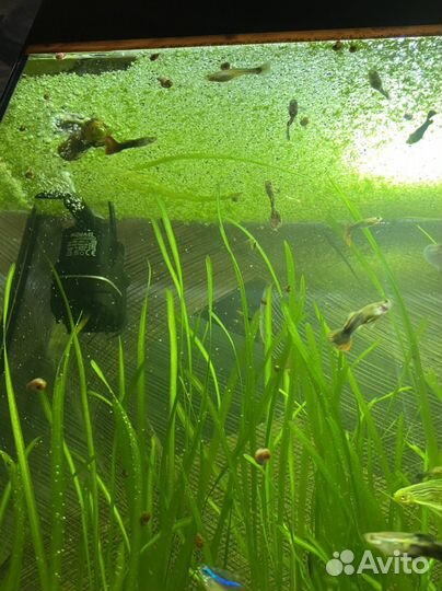 Аквариум с рыбками