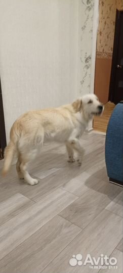 Золотистый ретривер
