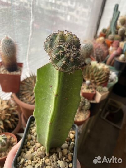 Кактус Discocactus variegata