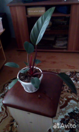 Филодендрон