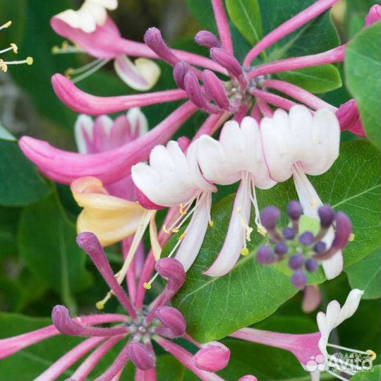 Каприфоль лиана