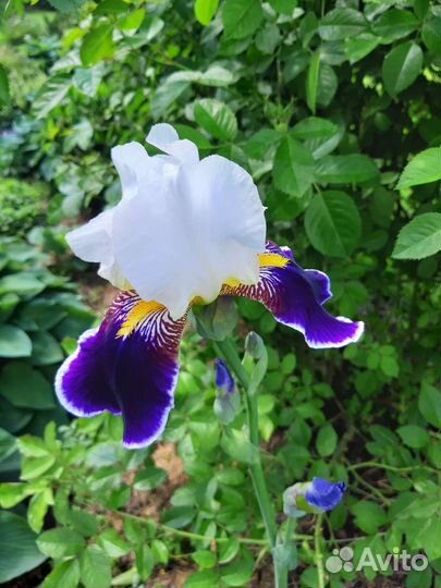Ирис бородатый