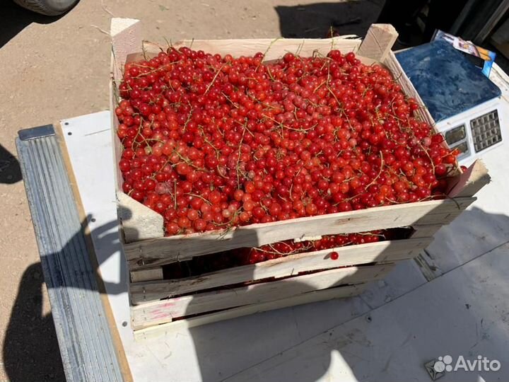 Клубника,малина,ежевика,смородина, облепиха