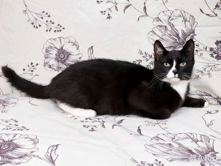 Джентельмен во фраке