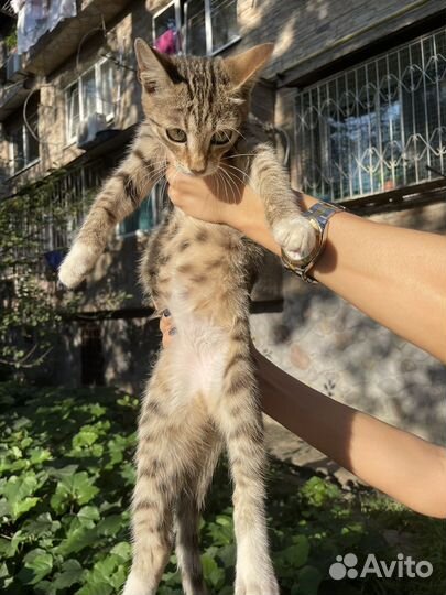 Котенок в добрые руки