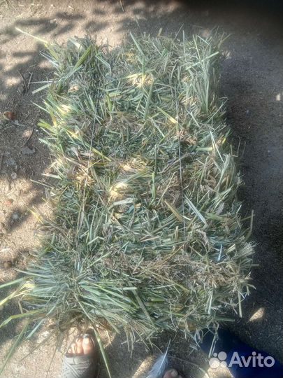 Сено солома