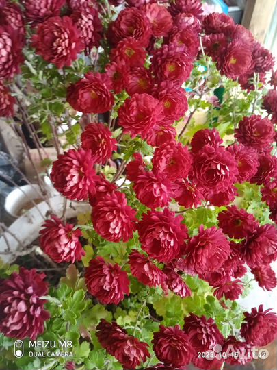 Хризантема