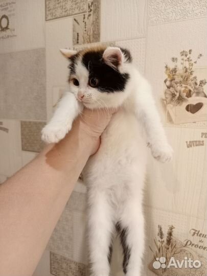 Кошечка в добрые руки