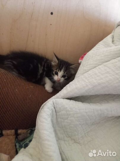 Кошки в добрые руки бесплатно