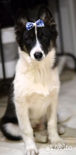 Якутская лайка