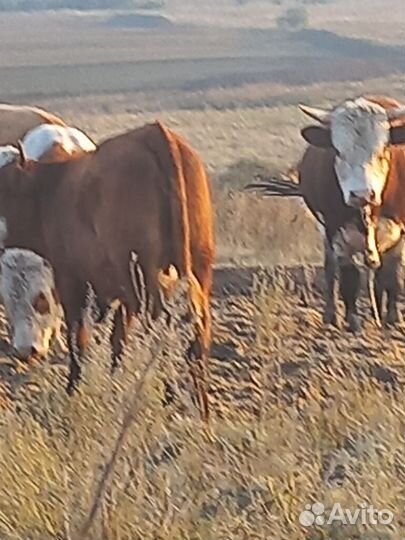 Продам Быков Каров Тёлок