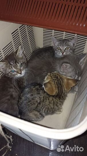 Котята нашлись в поле