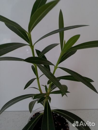 Комнатные растения цветы