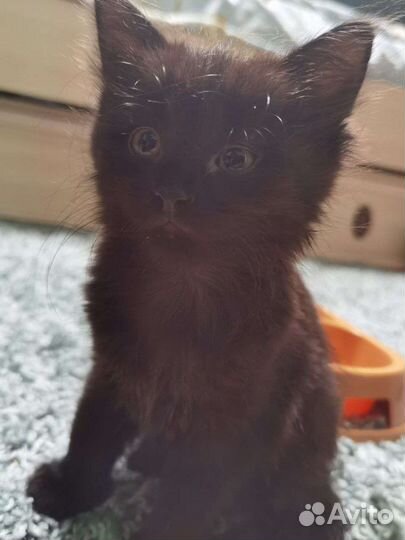 Котята в добрые руки бесплатно