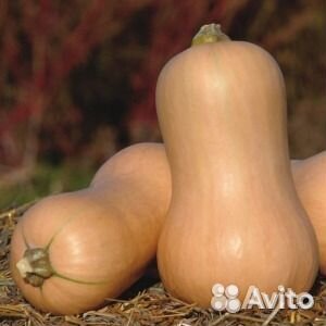 Семена тыквы Матильда