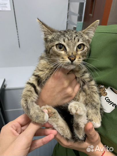 Отдам в добрые руки котеночка