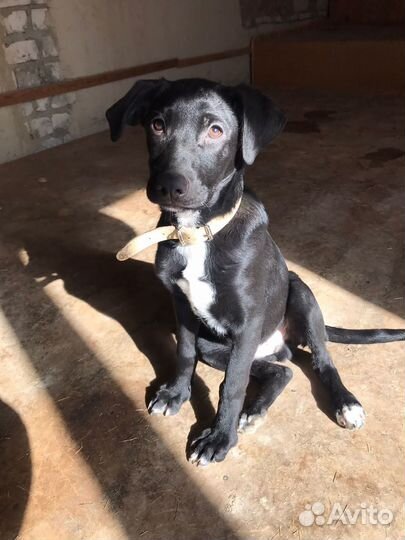 Ищет дом щенок не крупной Собачки Тилли