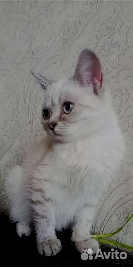 Шотландские вислоухие, прямоухие(фолды и страйты)