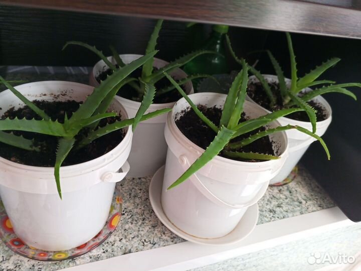 Алоэ столетник