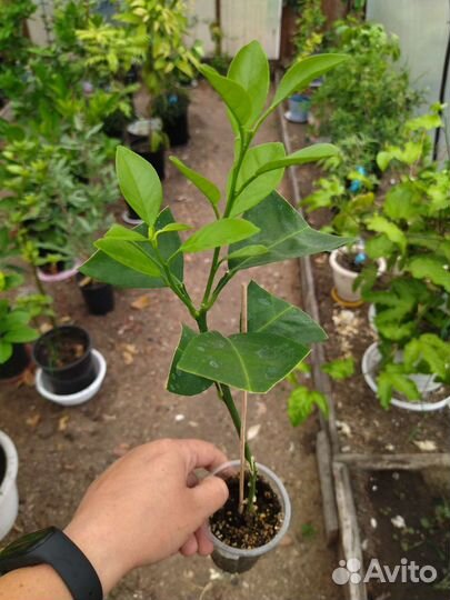 Апельсин Вашингтон Новел