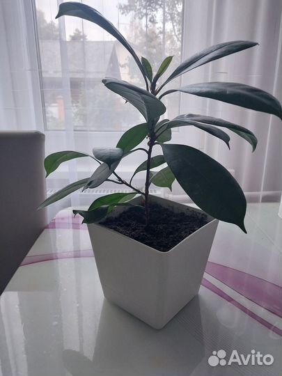 Фикус бокальчатоприлистниковый