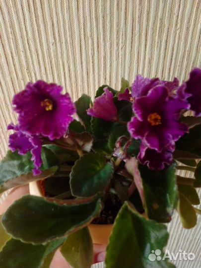 Листочки на срез