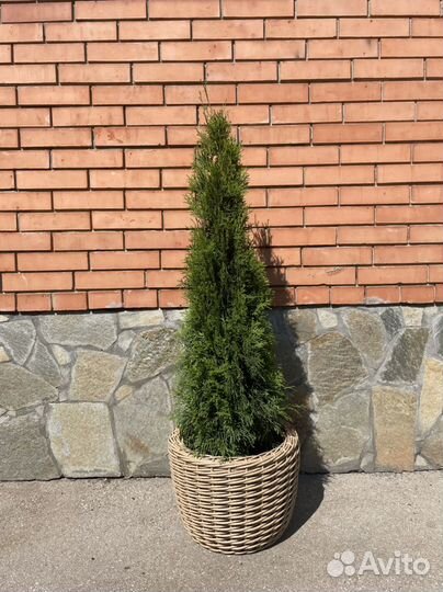 Туя смарагд